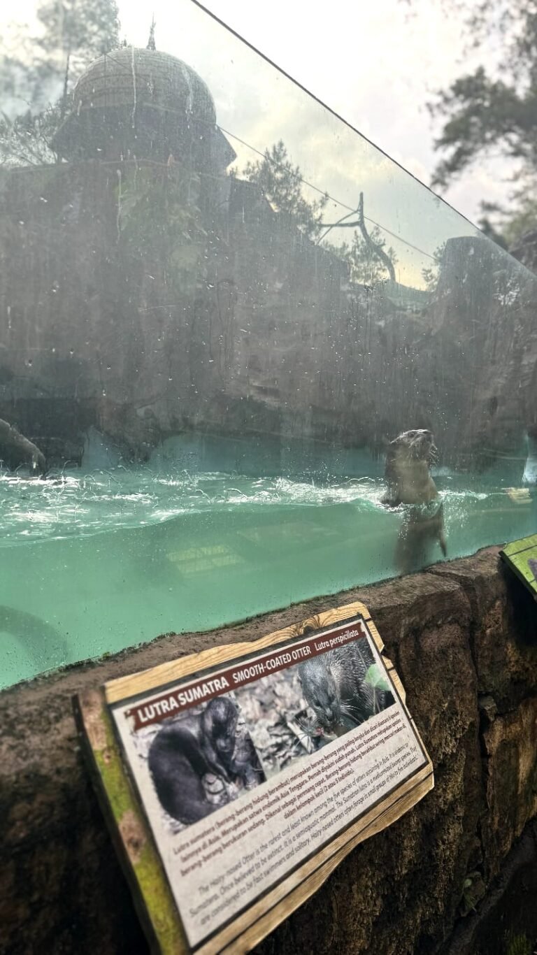Cegah Anak Lupa Pelajaran Saat Liburan? Ini Solusinya di Baby Zoo Taman Safari Bogor!