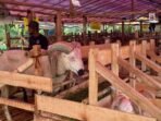Jual Beli Hewan Kurban Meningkat di Bandung, Pedagang Jamin Hewan Sehat dan Bersertifikat