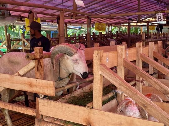 Jual Beli Hewan Kurban Meningkat di Bandung, Pedagang Jamin Hewan Sehat dan Bersertifikat