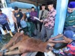Idul Adha 1446 H, Unisba Sembelih 13 Ekor Sapi dan 1 Domba