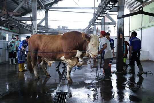 Iduladha Bandung 2025, Ada Misi Menjaga Kesehatan Lewat Kualitas Daging Kurban