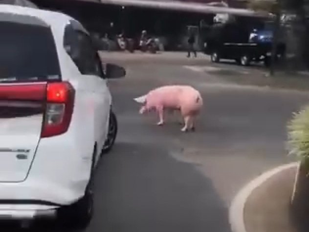 Babi Lepas di Bandung, Viral di Media Sosial