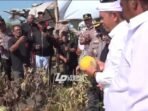 Petik Melon Sendiri, Gubernur Jawa Barat Dedi Mulyadi Langsung Beli Dua Ton dan Dibagikan ke warga Tidak Mampu