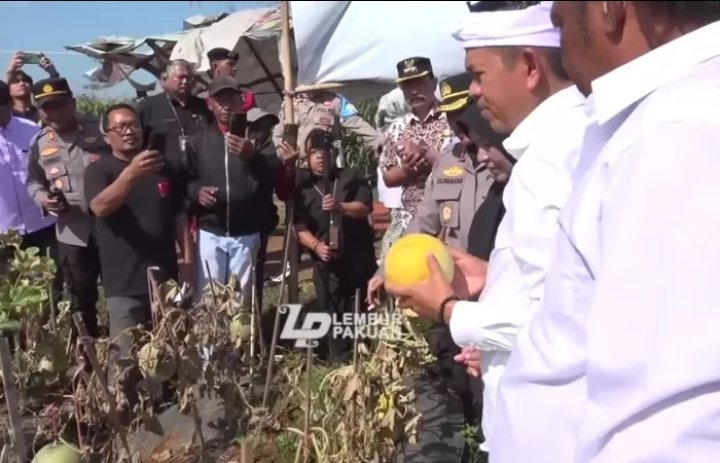 Petik Melon Sendiri, Gubernur Jawa Barat Dedi Mulyadi Langsung Beli Dua Ton dan Dibagikan ke warga Tidak Mampu