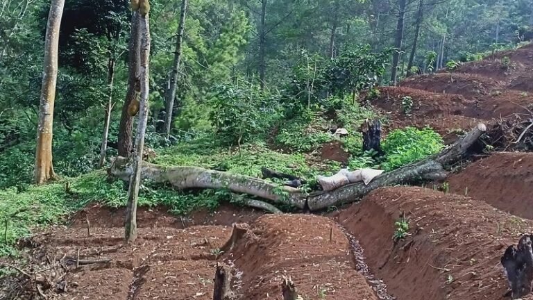 Program KHDPK Dinilai Gagal: Hutan Rusak dan Masyarakat Dirugikan