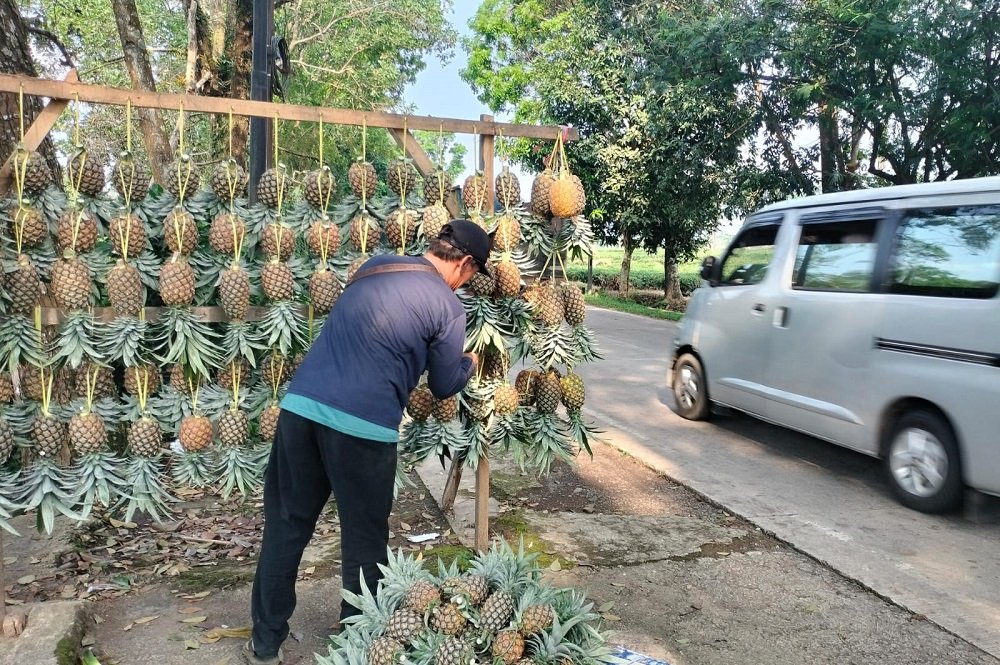 Pasca Kiosnya Dibongkar, Pedagang Nanas di Jalancagak Subang Pilih Buka Lapak Baru, Ini Alasannya