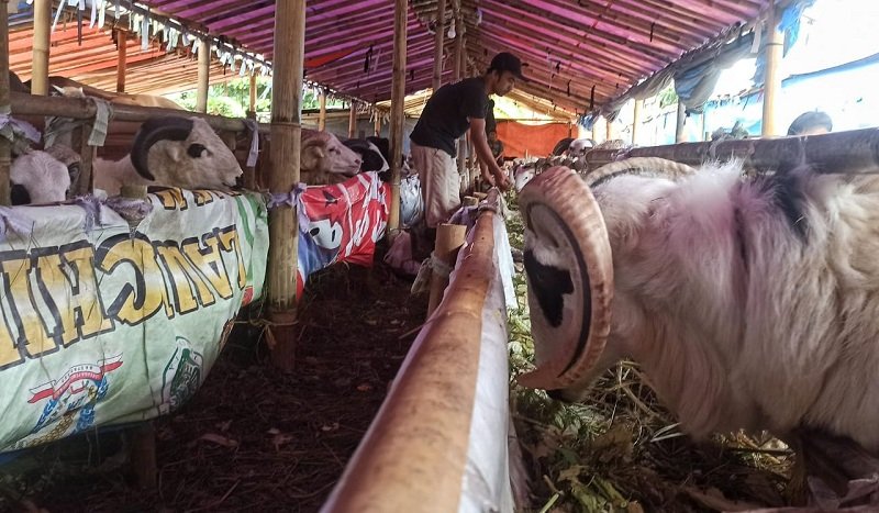 Jelang Idul Adha 2025, Harga Tinggi Tak Goyahkan Pasar Hewan Kurban