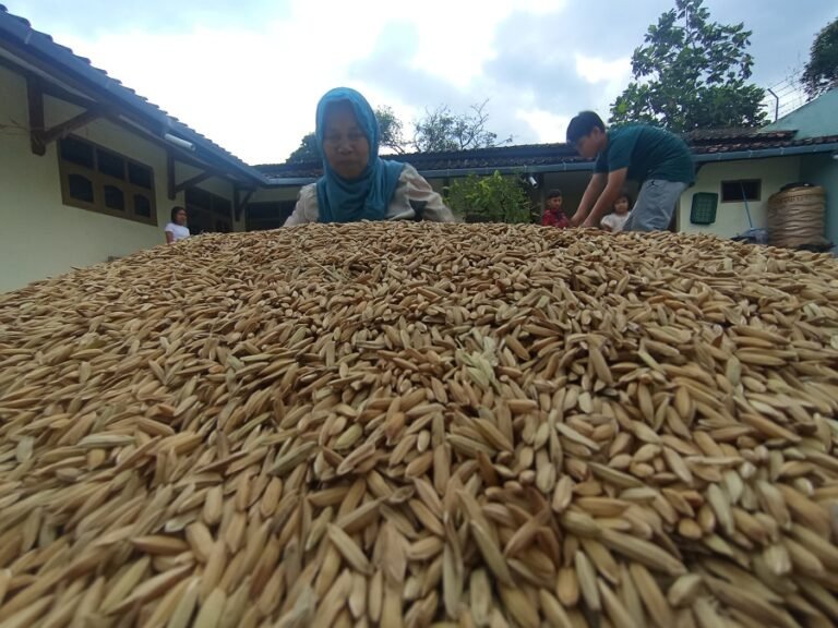 Produksi Gabah Kering Giling Nasional Periode Januari-Juni 2025 Capai 32,57 Juta Ton