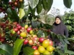 Berita Terkait