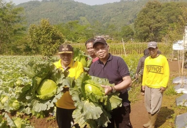 BUMDes Jaya Aulia Subang Panen Perdana Kol, Dorong Ketahanan Pangan dan Ekonomi Desa Cirangkong