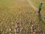 Ribuan Hektar Sawah di Subang Dilanda Kekeringan