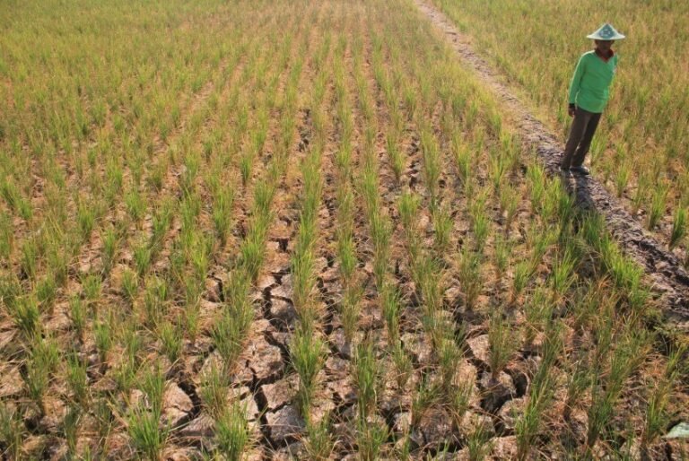 Ribuan Hektar Sawah di Subang Dilanda Kekeringan