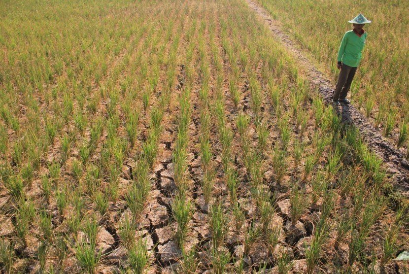 Ribuan Hektar Sawah di Subang Dilanda Kekeringan