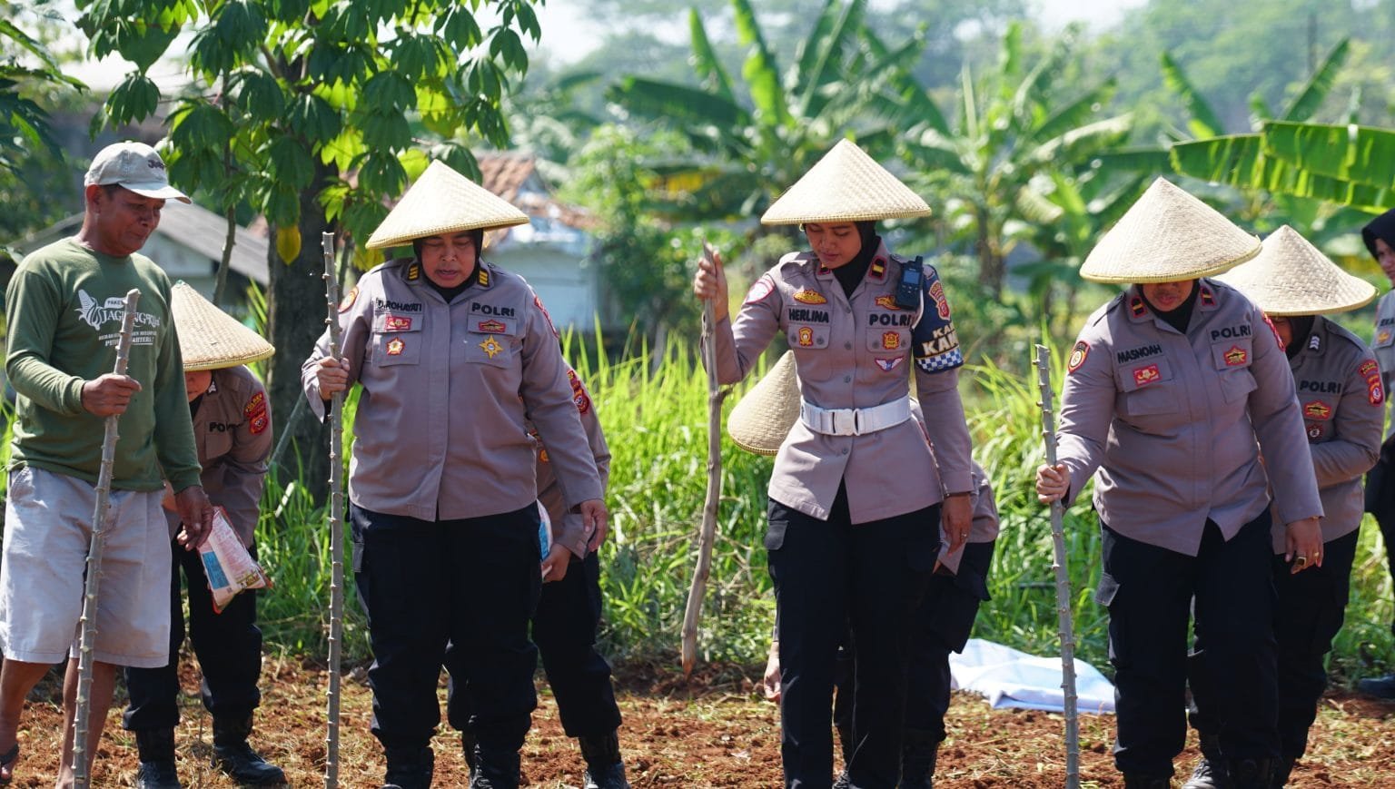 Polwan Polres Subang Tanam Jagung Bersama Petani