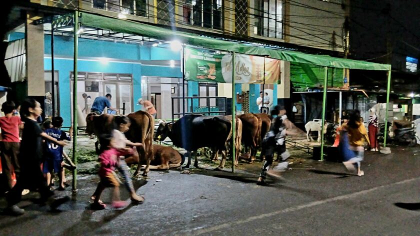 DKPP Bandung Catat Penurunan Hewan Kurban Tak Layak, Ribuan Domba Masih Bermasalah