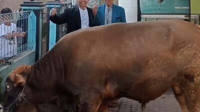 Pimpinan Jama’ah Kurban Laksanakan Rutinitas Kurban 12 Ekor Sapi setiap Tahun ‎